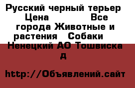 Русский черный терьер › Цена ­ 35 000 - Все города Животные и растения » Собаки   . Ненецкий АО,Тошвиска д.